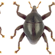 From left to right: Trigonopterus asterix, T. obelix and T. idefix, three newly described species from Sulawesi (Indonesia)